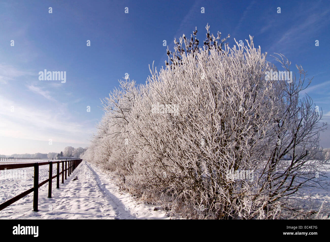 Büsche vor einer Spur über die Felder mit Raureif im Winter, Bad Laer, Osnabrücker Land, Niedersachsen, Deutschland Stockfoto