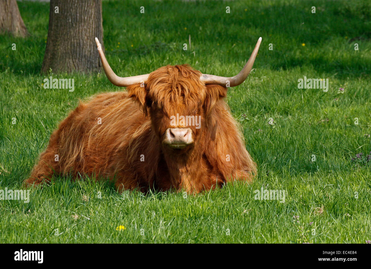 Highland Cattle, Rutland Rinder mit langen Hörnern in Deutschland Stockfoto