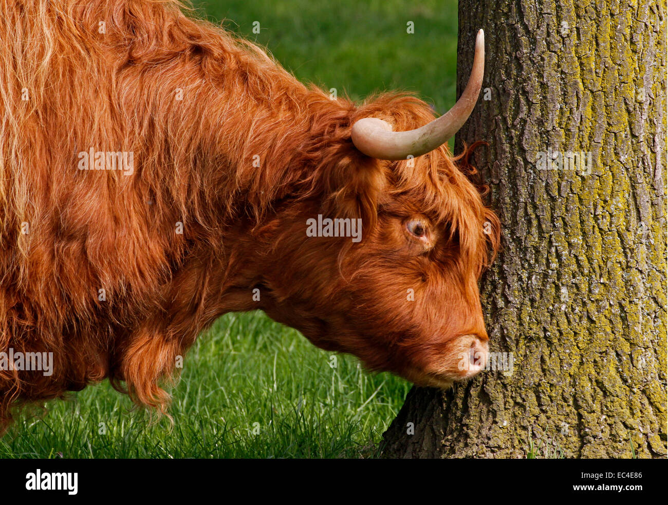 Highland Cattle, Rutland Rinder mit langen Hörnern Stockfoto