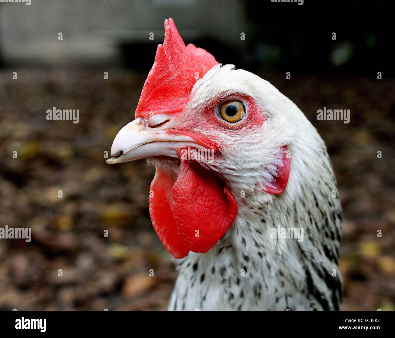 weißes Huhn Kopf Stockfoto