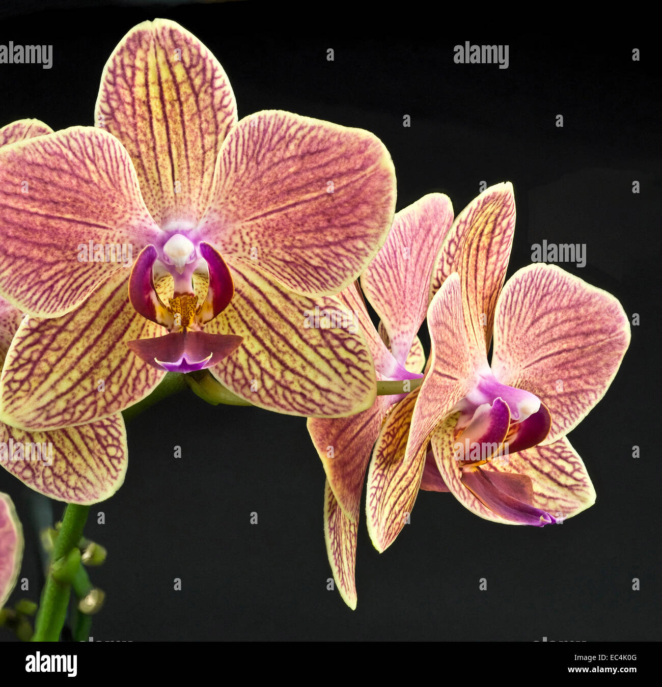 Phalaenopsis Orchidee Stockfoto