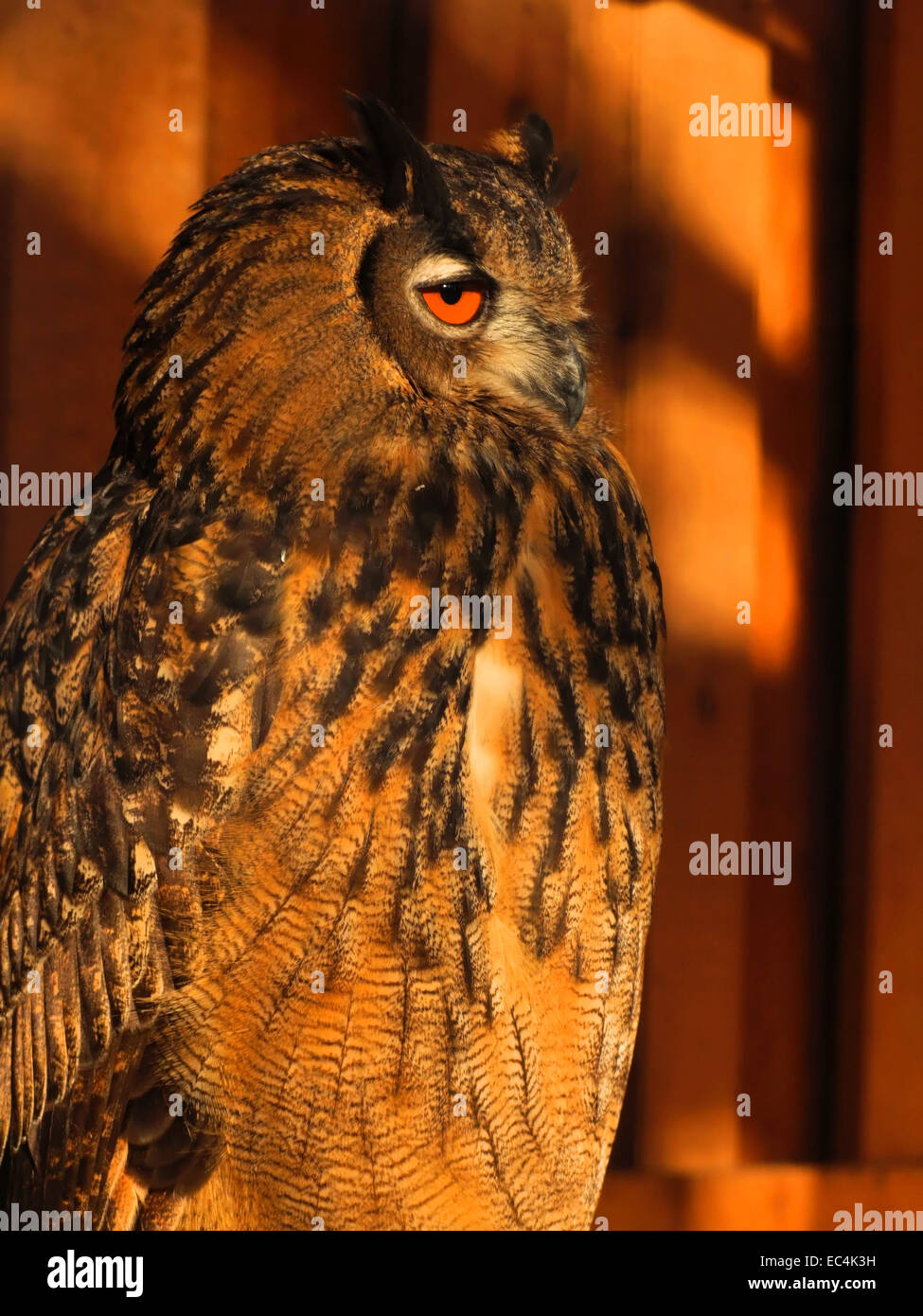 Uhu in der Kärntner-Wald-Erlebniswelt Stockfoto