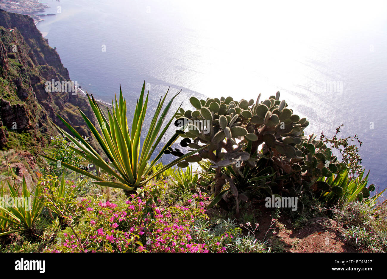 Madeira, Portugal Stockfoto