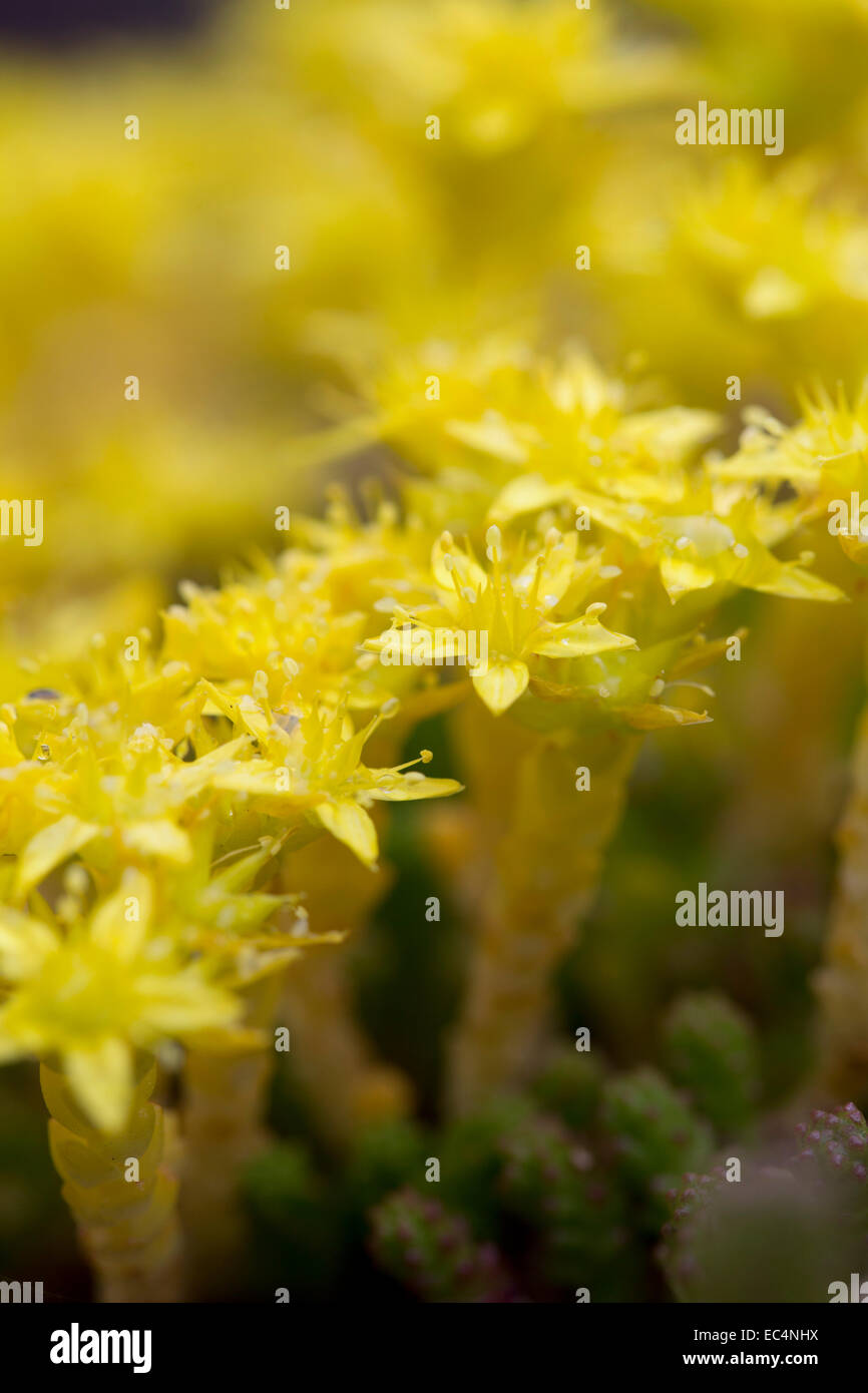 Fetthenne beißen; Sedum Acre; Sommer; UK Stockfoto