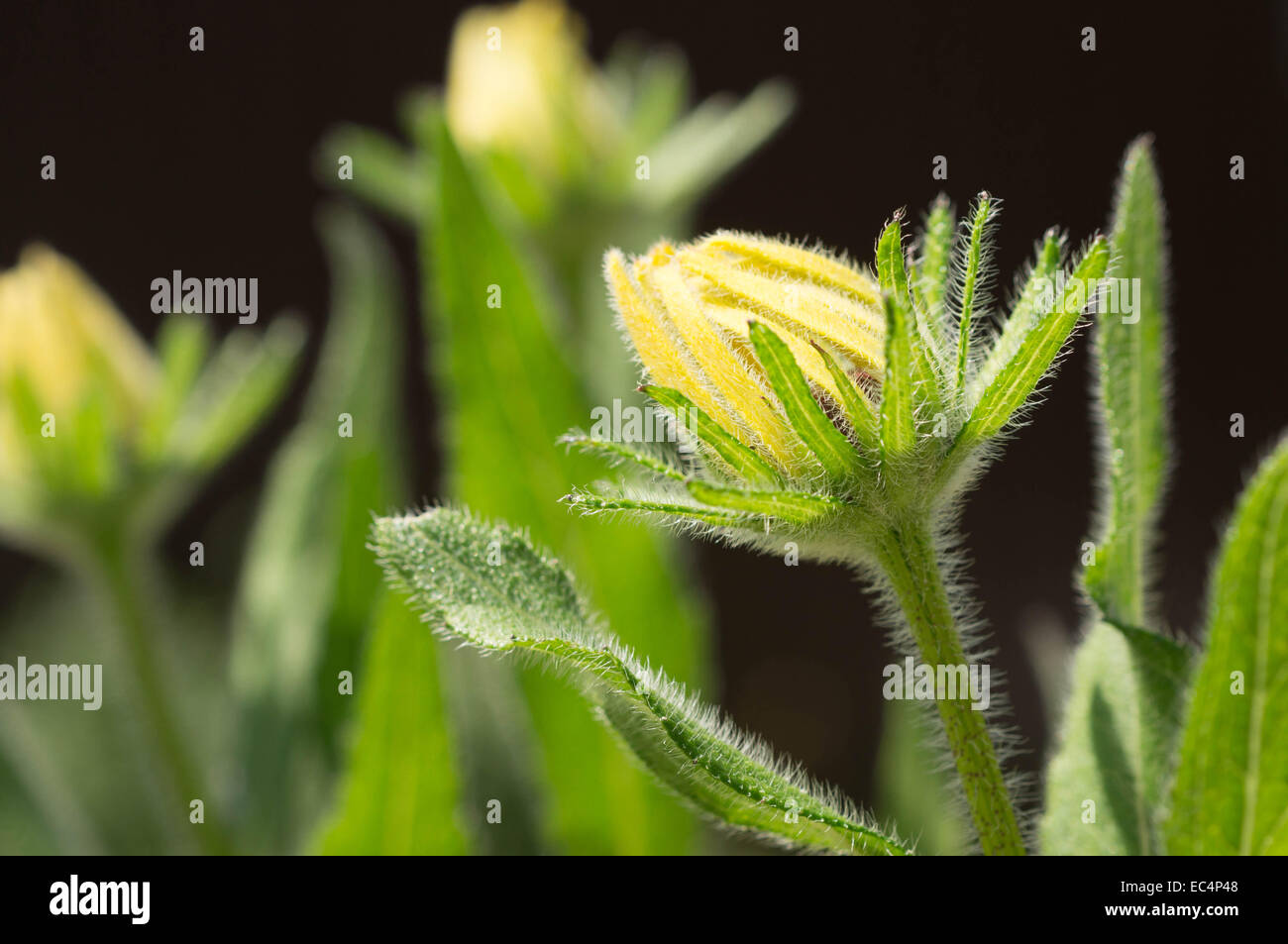Blütenknospe schließen gegen einen dunklen Hintergrund Stockfoto