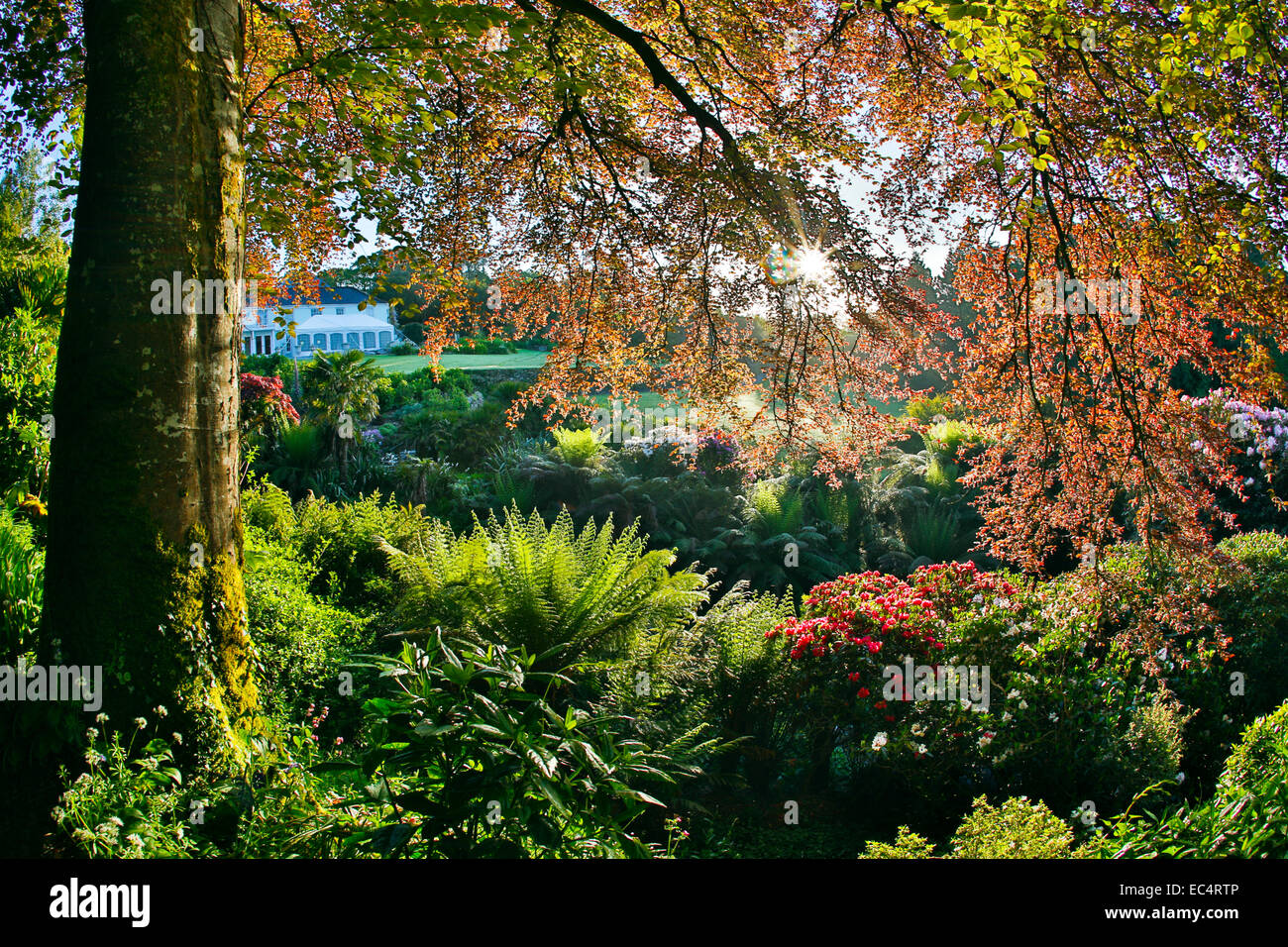 Trebah Garten; Feder; Cornwall, UK Stockfoto