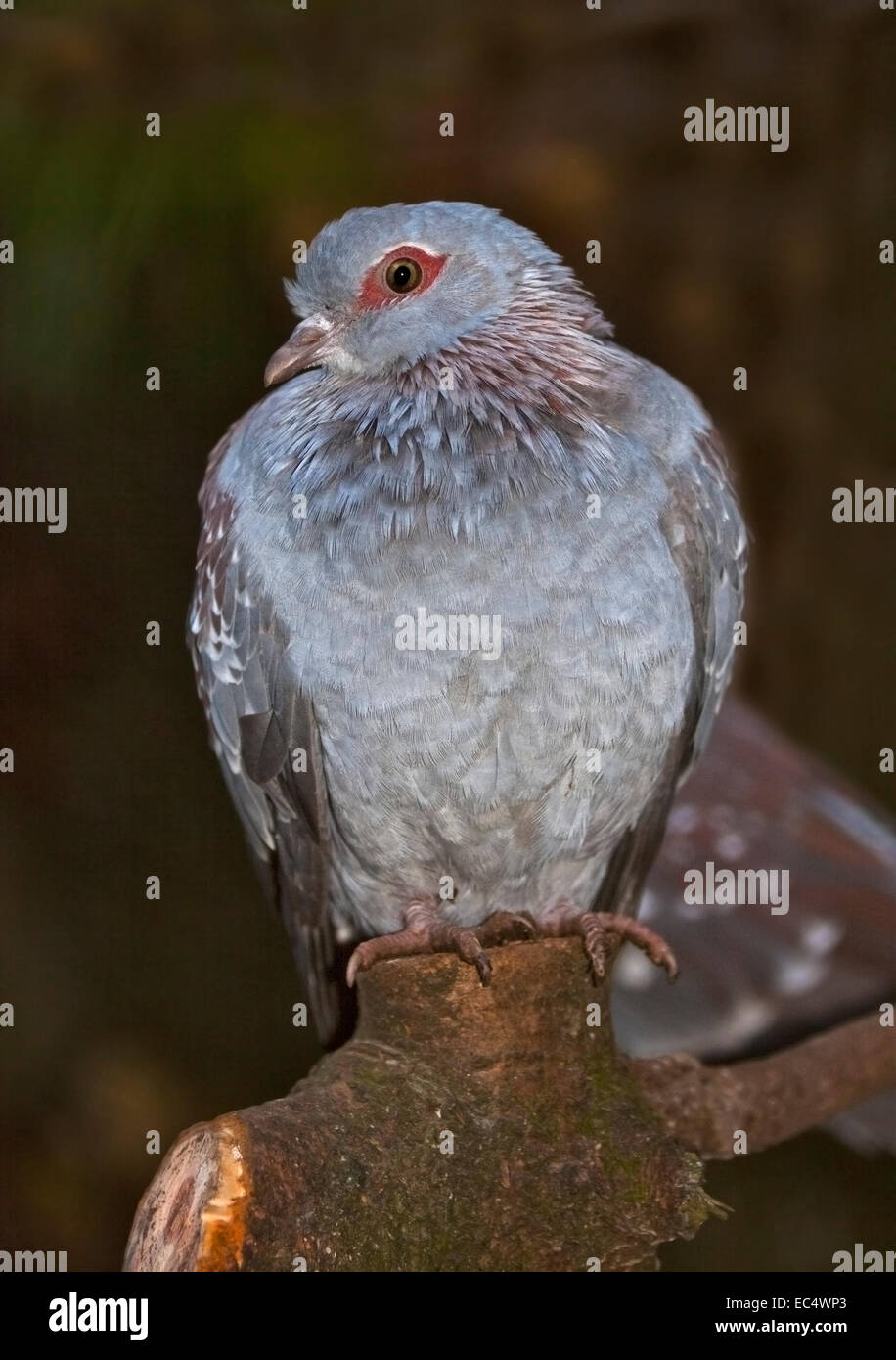 Gesprenkelte Taube/afrikanische Felsentaube (Columba Guinea) Stockfoto