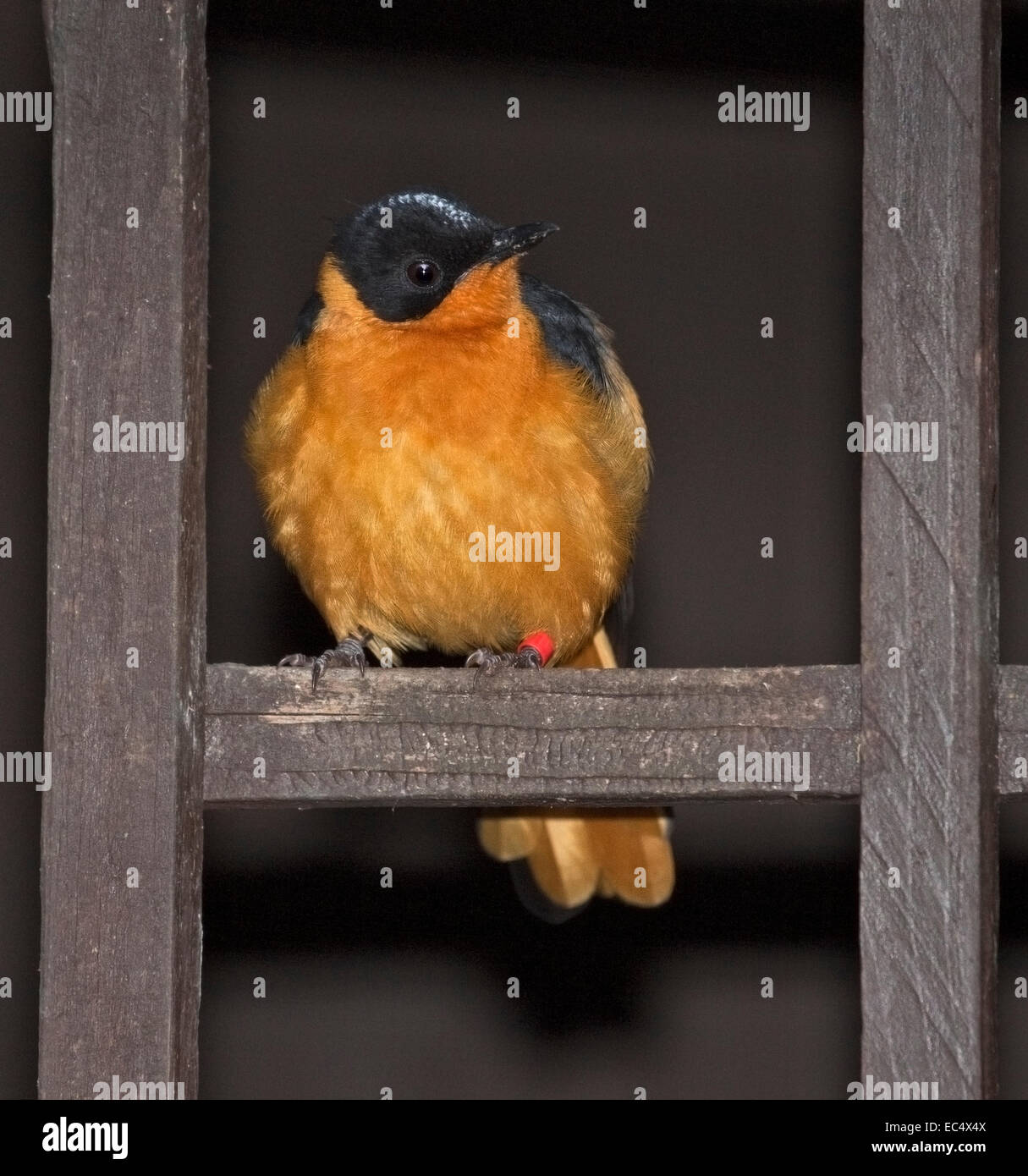 Snowy-gekrönter Robin Chat (Cossypha Niveicapilla) Stockfoto