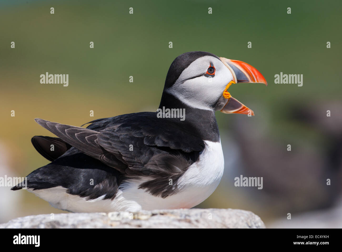 Atlantic Puffin, Fratercula Arctica, anrufen oder gähnen während saß auf Felsen, Northumberland, UK Stockfoto