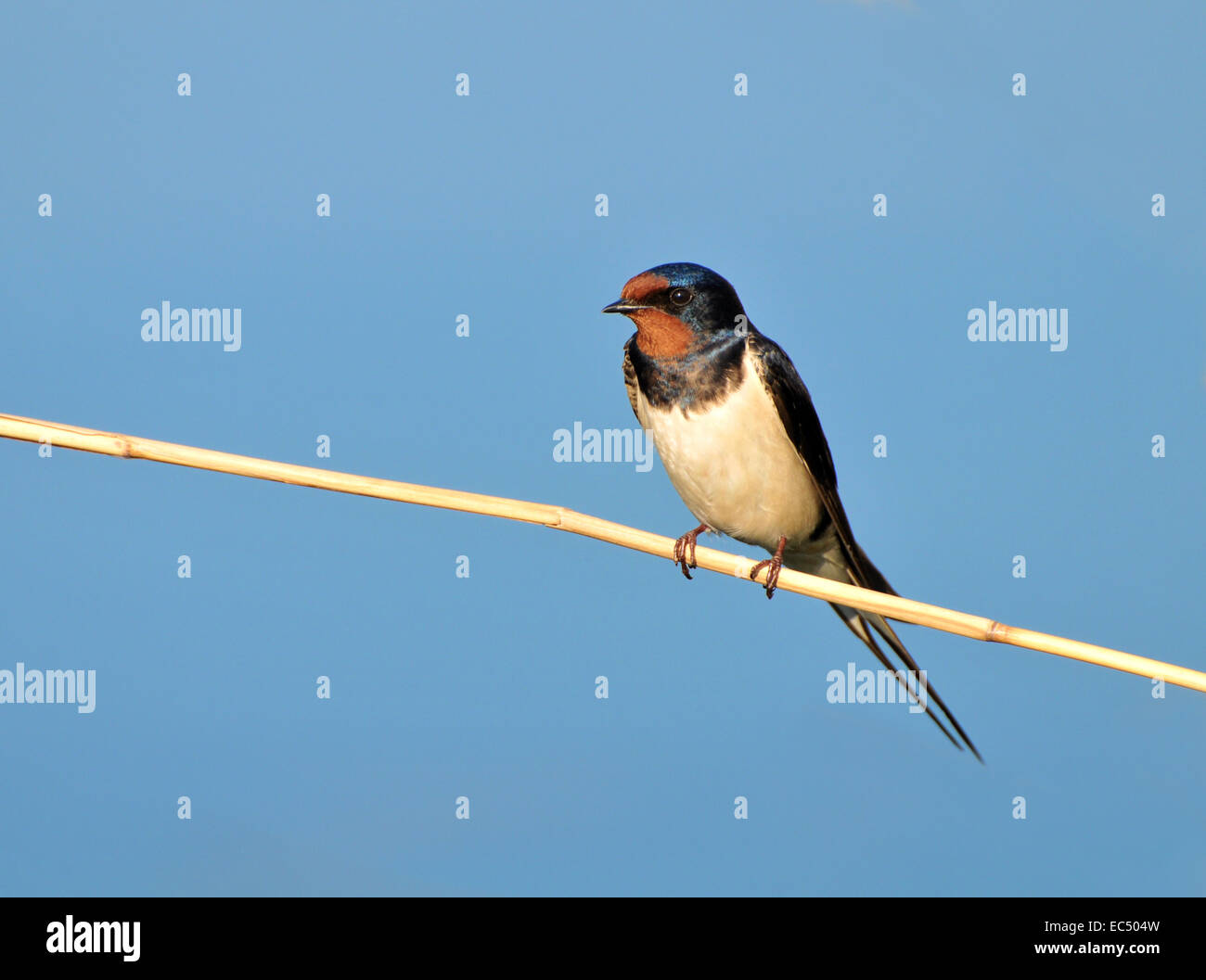 Rauchschwalbe Stockfoto
