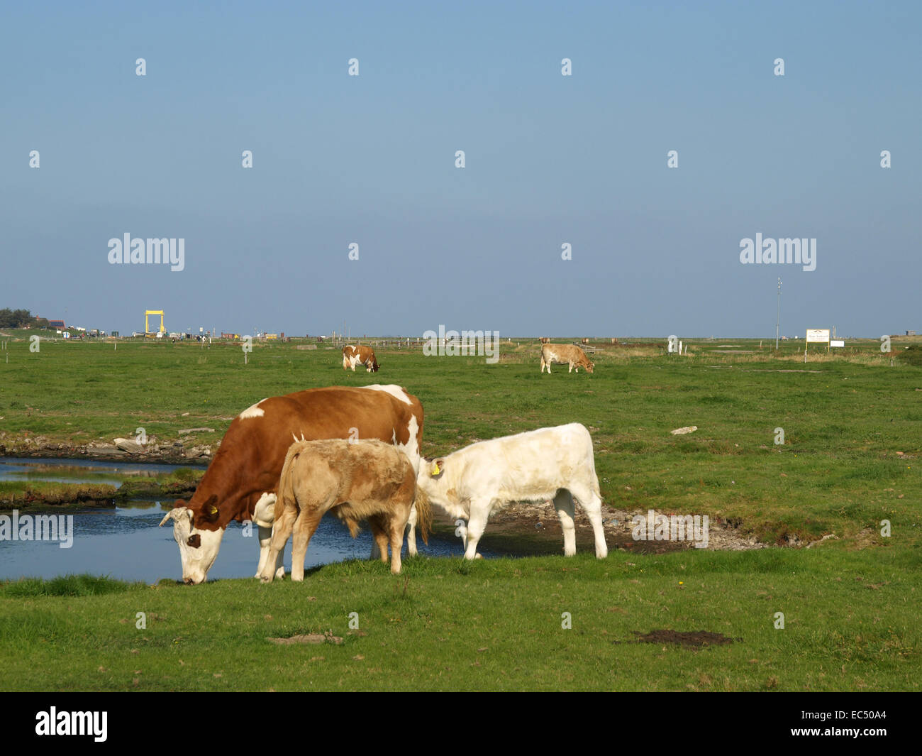 Kuh mit Kälbern auf Hooge, Schleswig Holstein, Deutschland Stockfoto