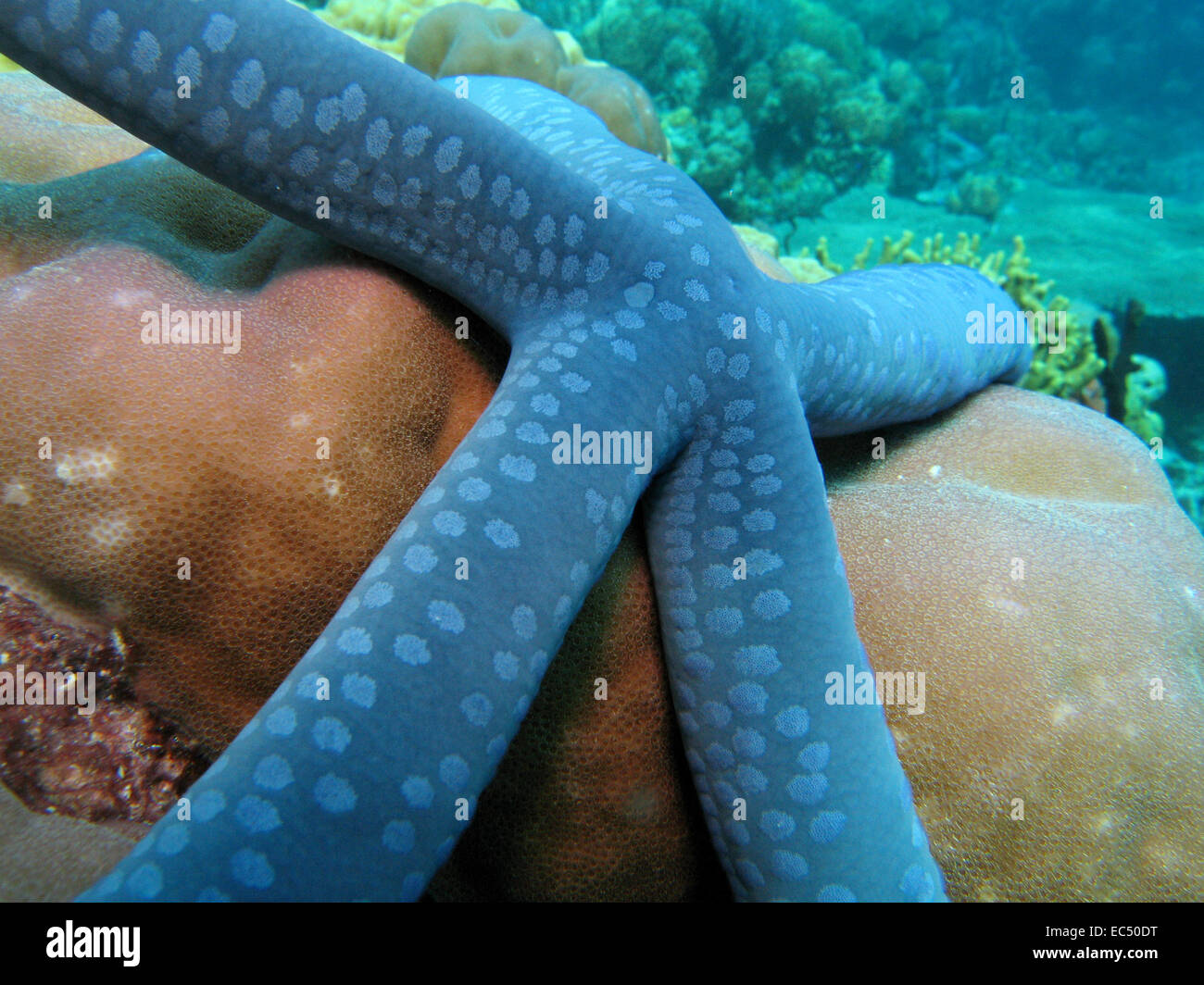 Seestern Stockfoto