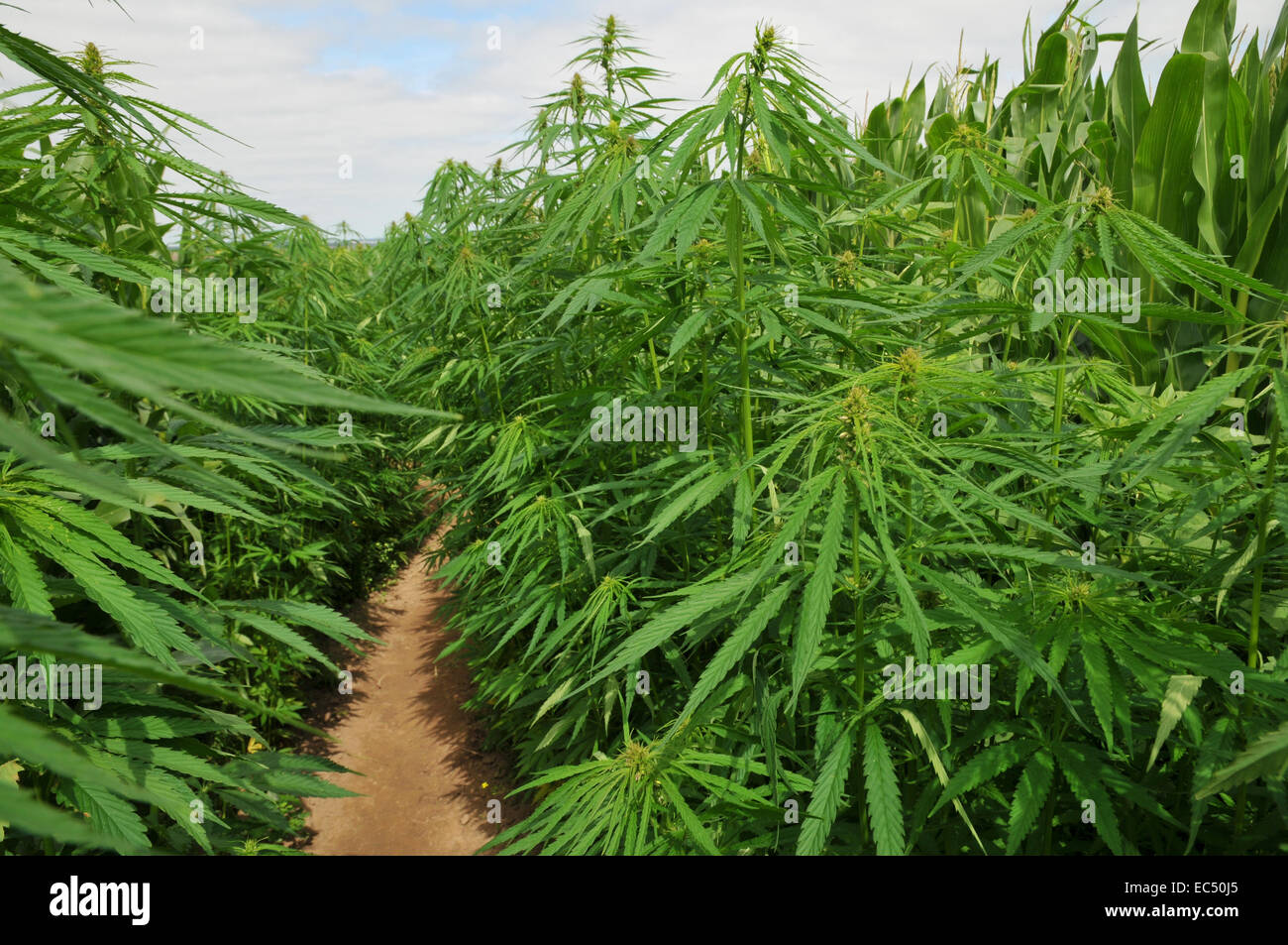 Hanf Anbau Stockfotografie - Alamy