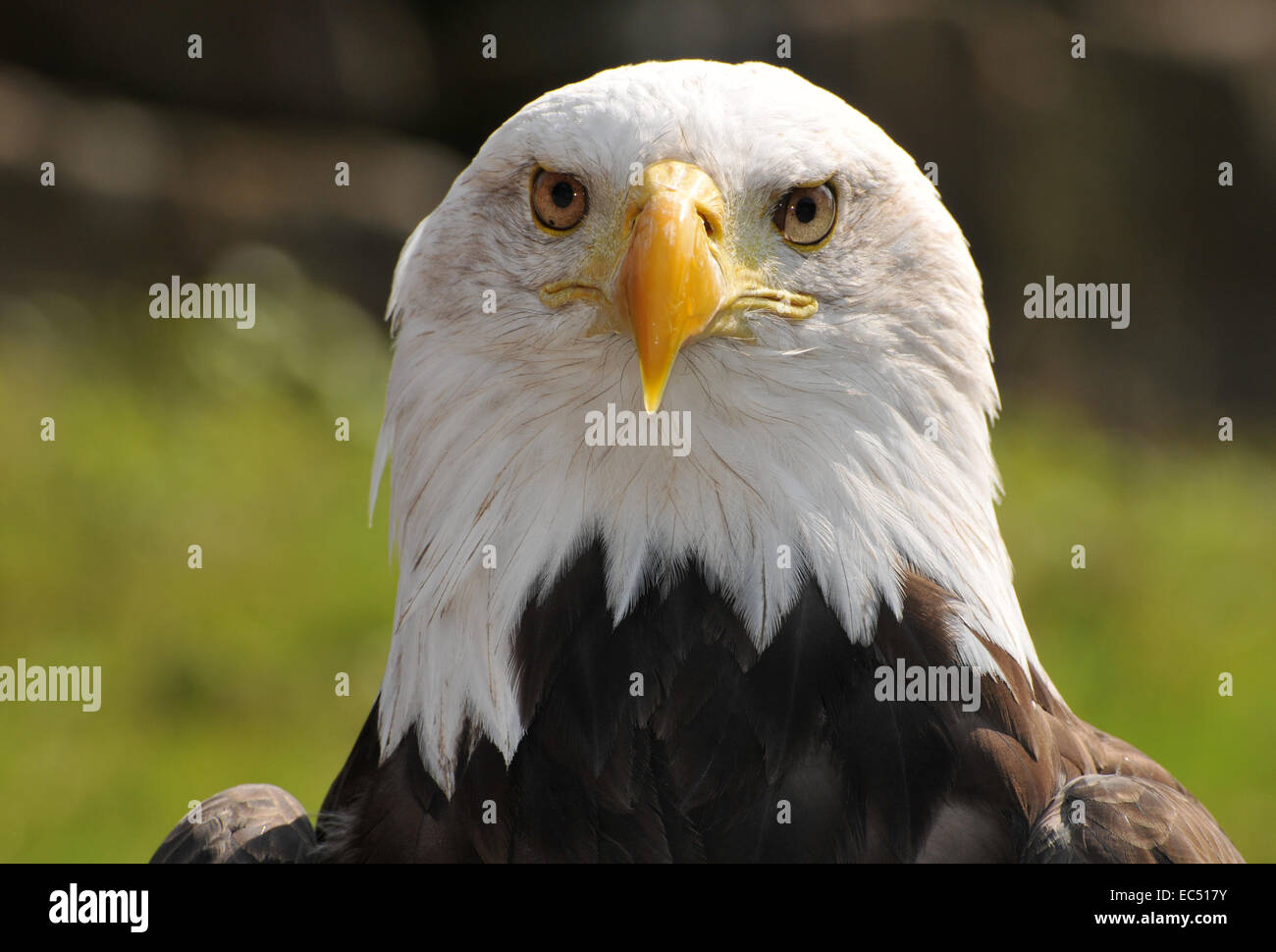 Weisser Kopf See Adler Stockfotografie Alamy