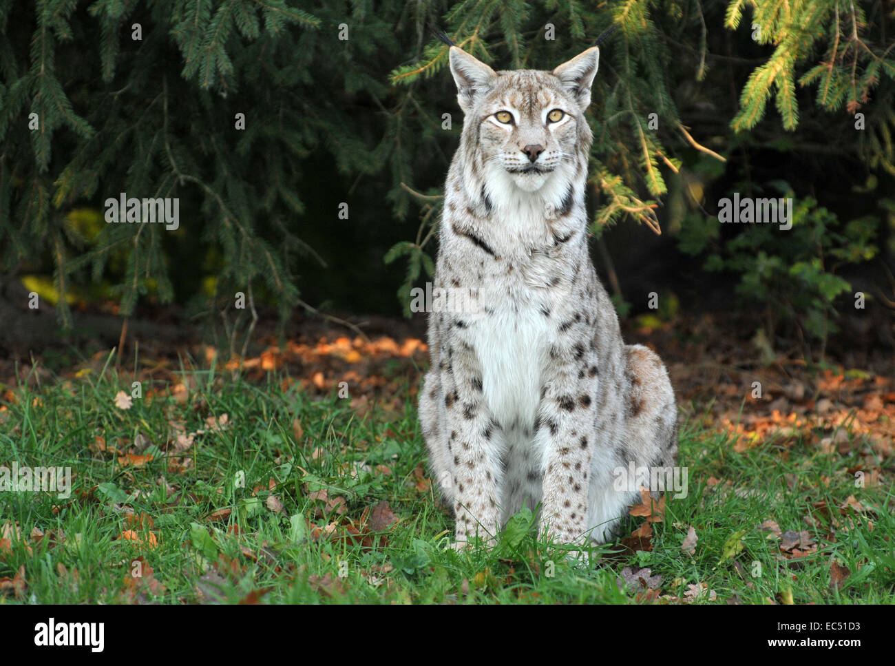 Der Luchs Stockfoto