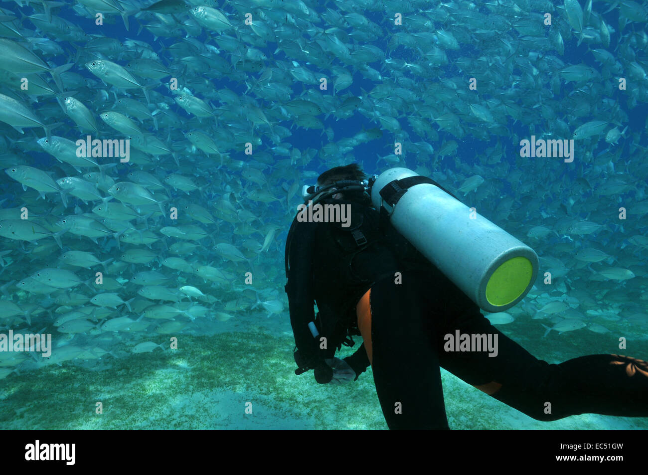 Taucher und Fische Schwarm Stockfoto