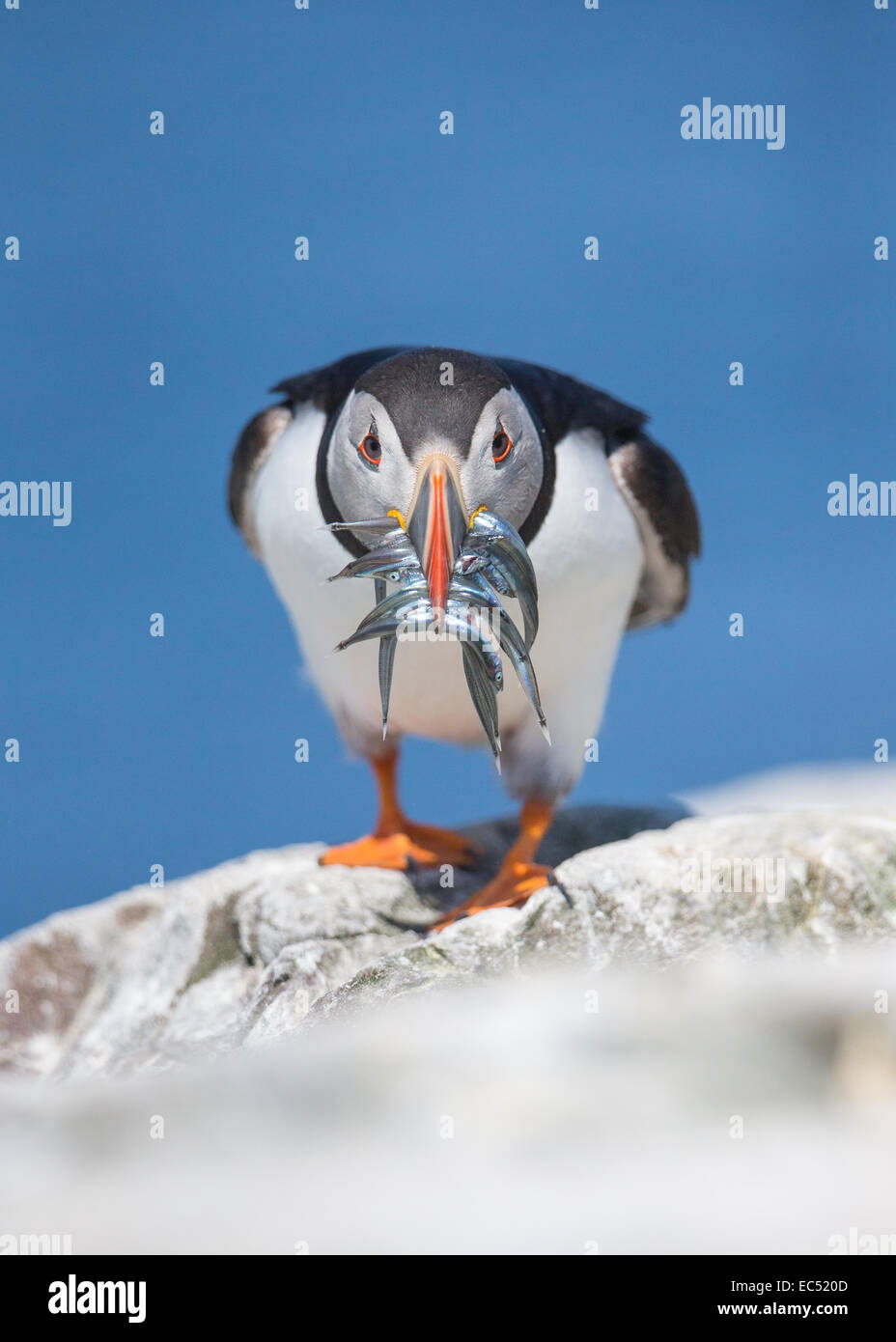 Papageitaucher Fratercula Arctica, mit Schnabel voller Sandaale stehend auf Klippe mit blauen Meer Hintergrund Stockfoto