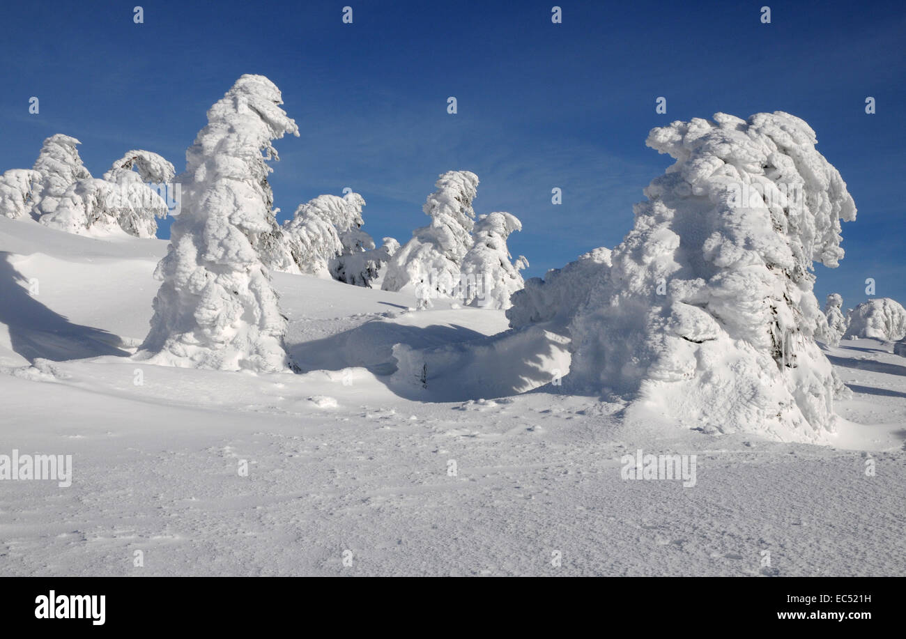 Eis-Wald Stockfoto