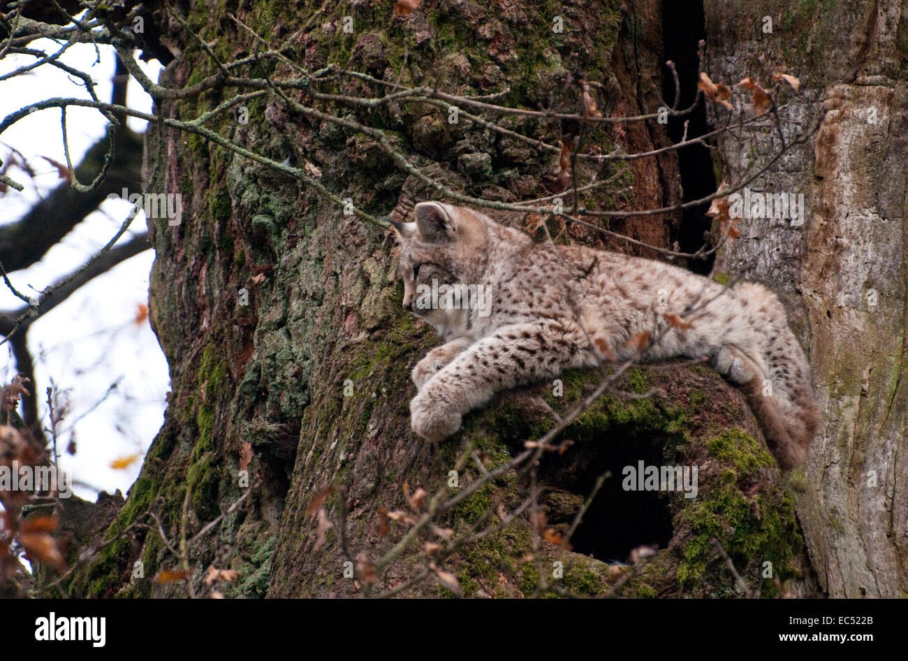 Luchs in Eiche Stockfoto