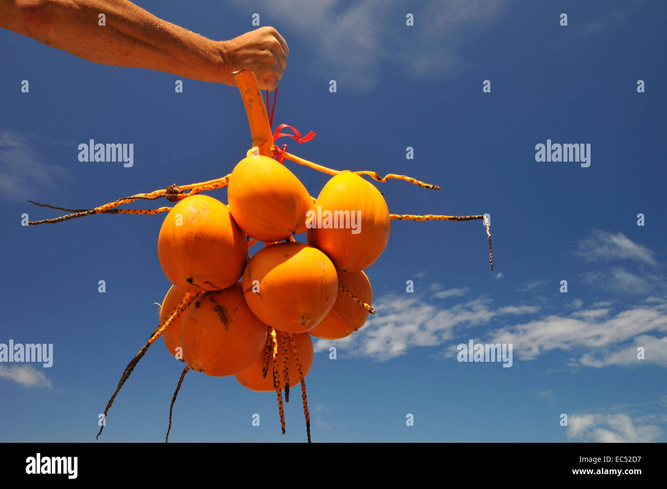 Gelbe Kokosnüsse Stockfoto