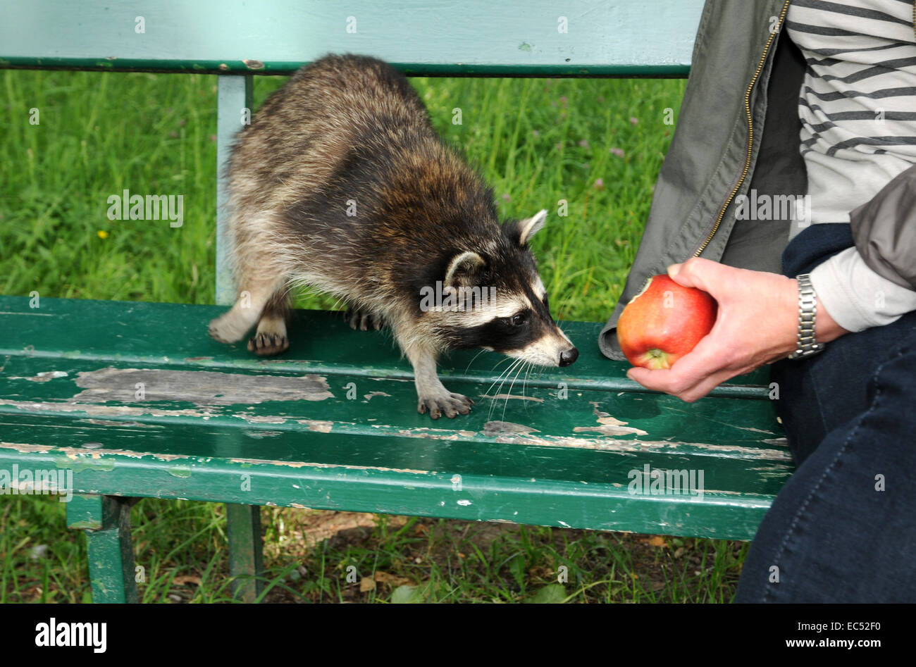 Waschbären füttern Fotos und Bildmaterial in hoher Auflösung Alamy