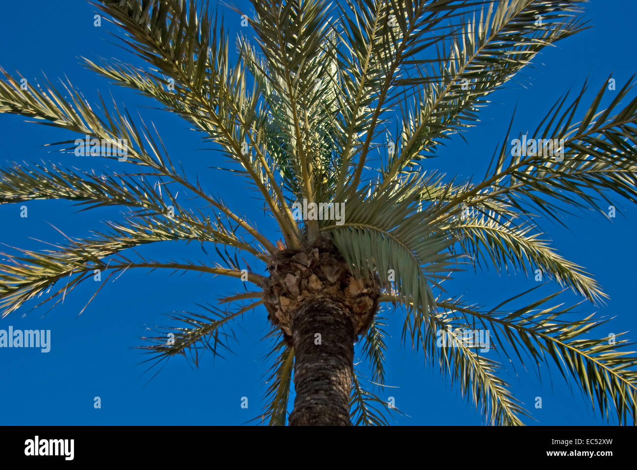 Spitze einer Palme Stockfoto