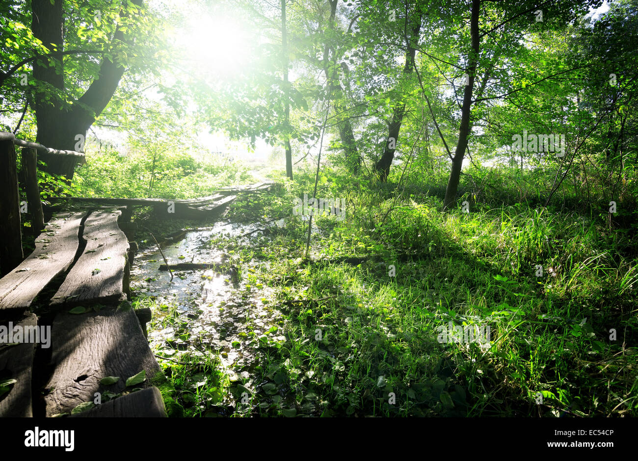 Holzbrücke im Wald am sinlight Stockfoto