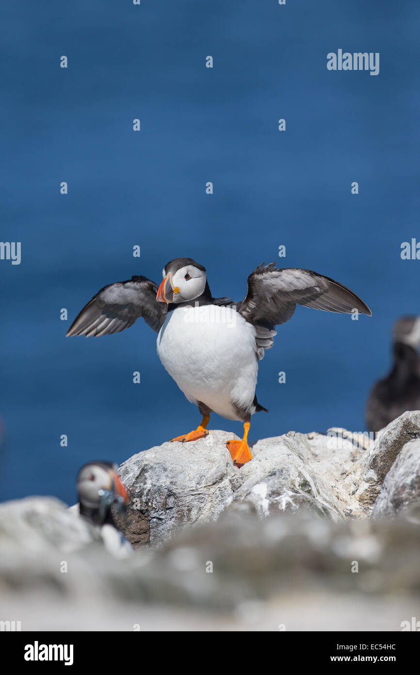 Atlantic Puffin, Fratercula Arctica, stretching Flügel auf der Klippe Stockfoto