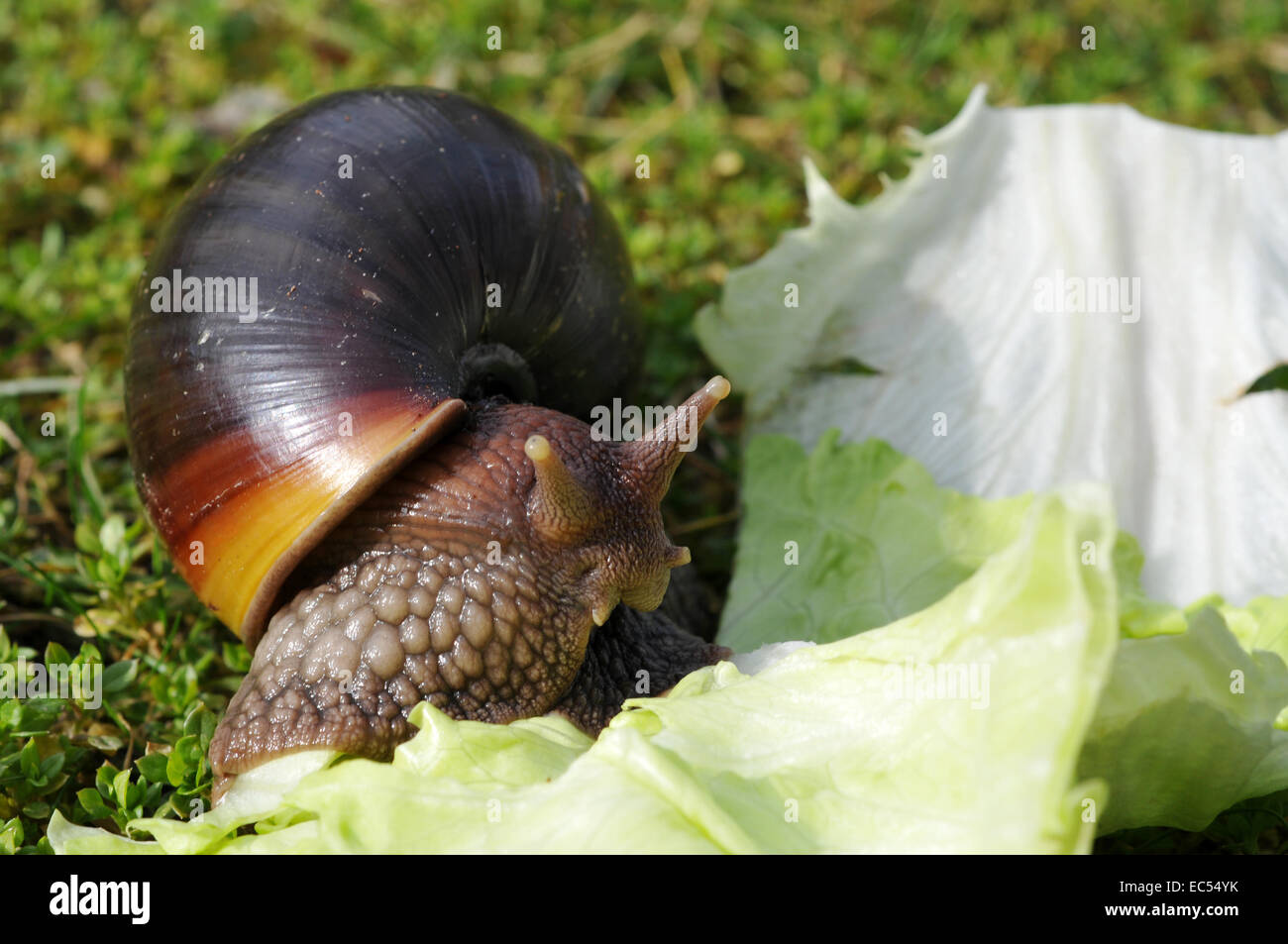 Achat Schnecken Stockfoto