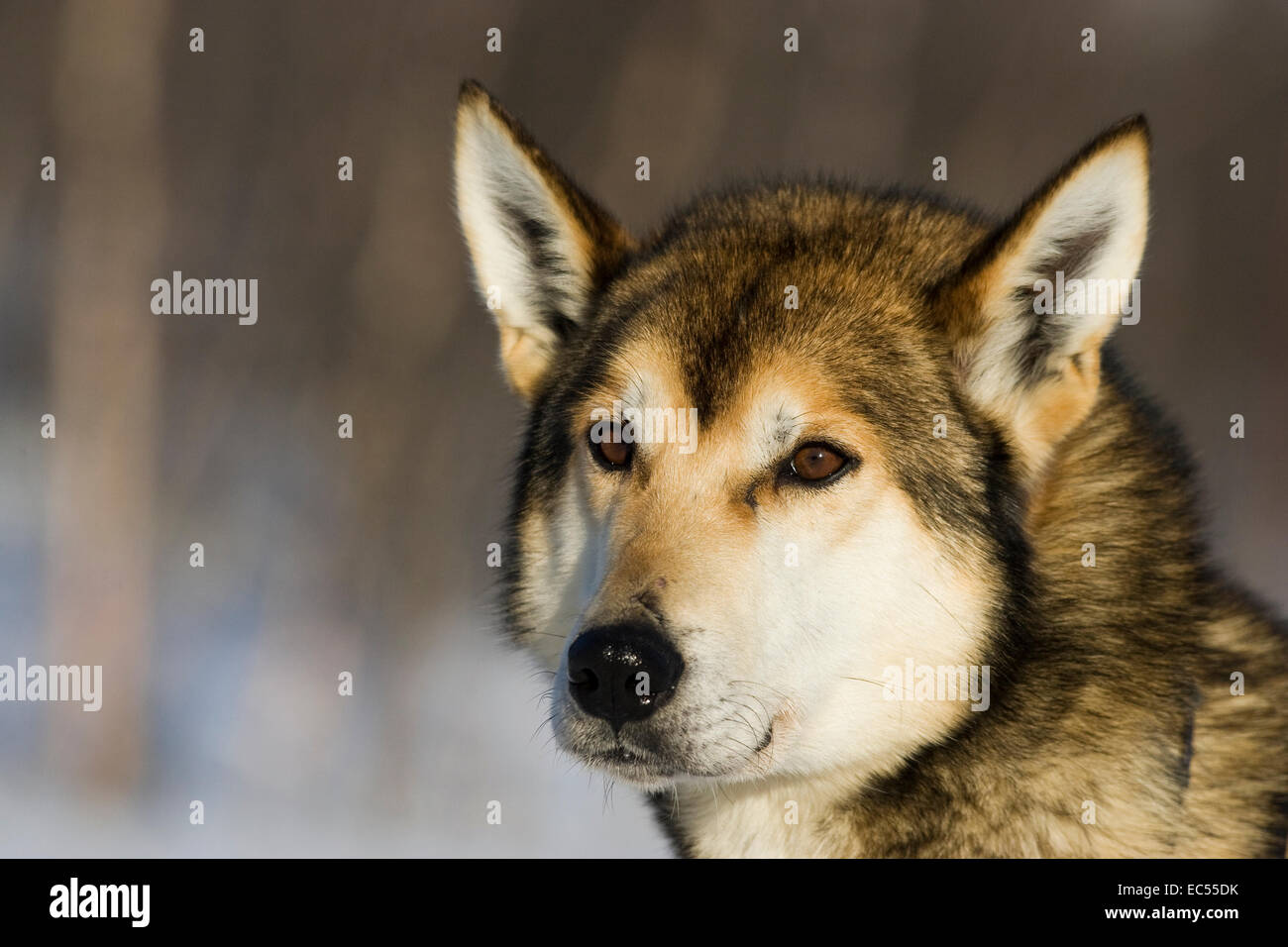 Schlitten Hunde mit einem Schlitten Hund laufen in Kiruna, Schweden Stockfoto