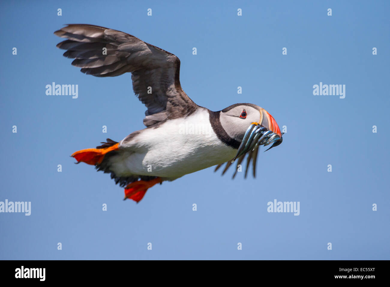 Papageitaucher Fratercula Arctica, während des Fluges mit Sandaal Stockfoto