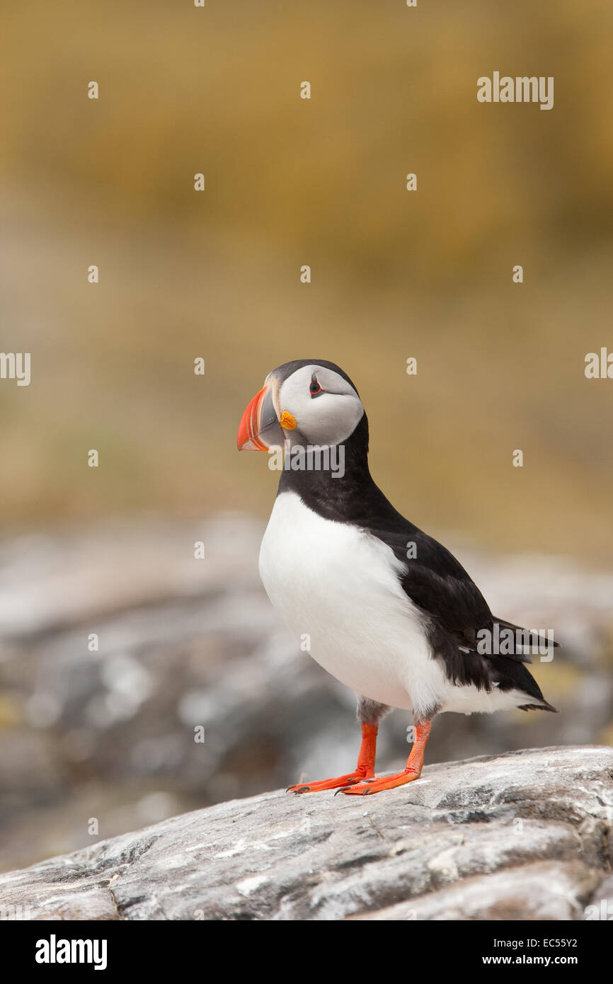 Papageitaucher Fratercula Arctica auf Felsen Stockfoto