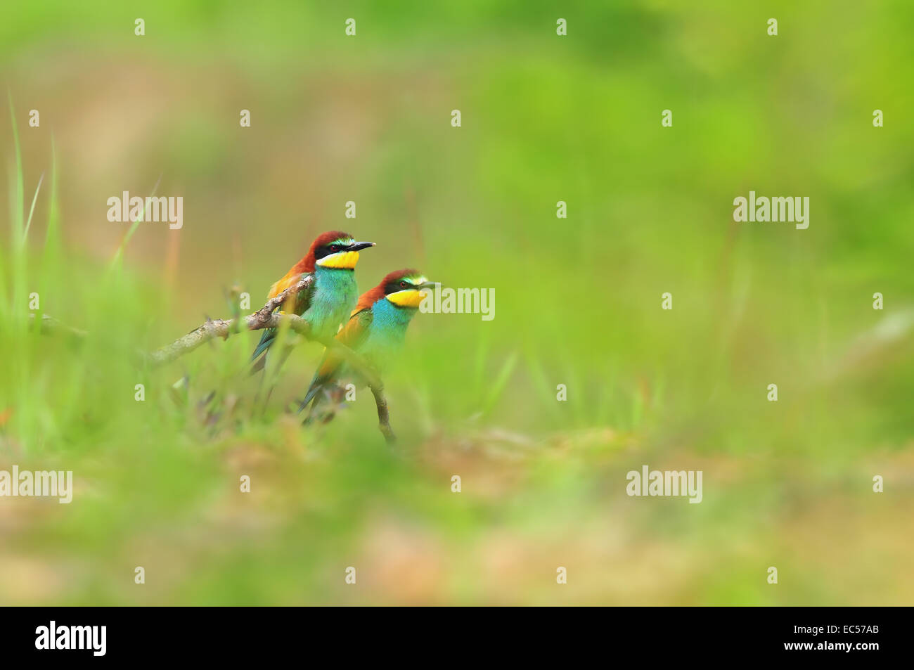 Natur-Hintergrund - ein paar Bienenfresser Stockfoto