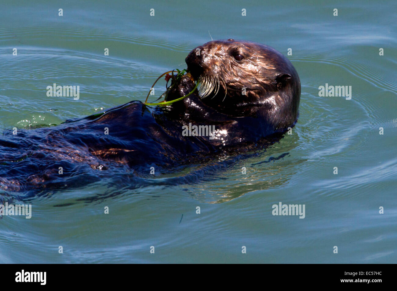 Seeotter (Enhydra Lutris) Schwimmen im Ozean in San Simeon, Kalifornien, USA im Juli Stockfoto