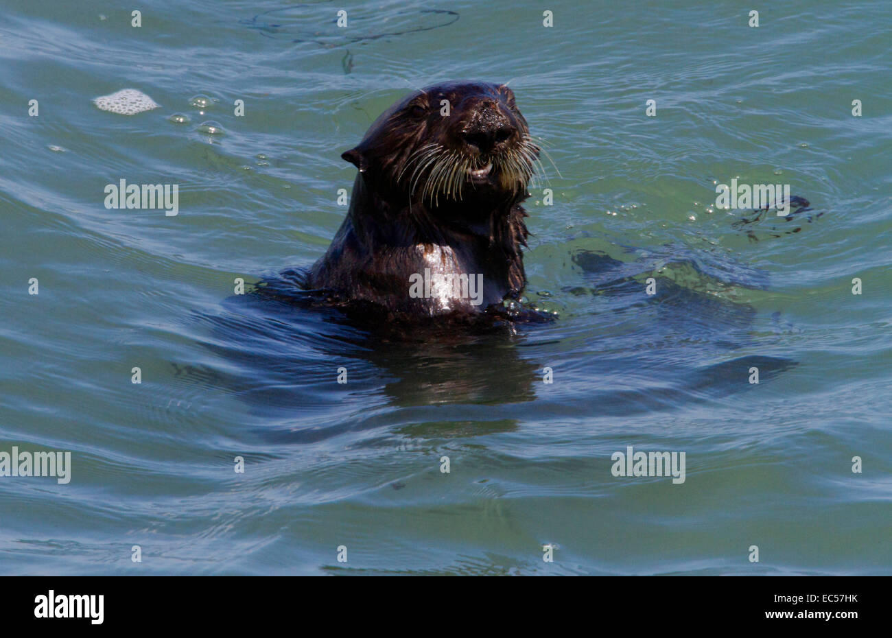 Seeotter (Enhydra Lutris) Schwimmen im Ozean in San Simeon, Kalifornien, USA im Juli Stockfoto