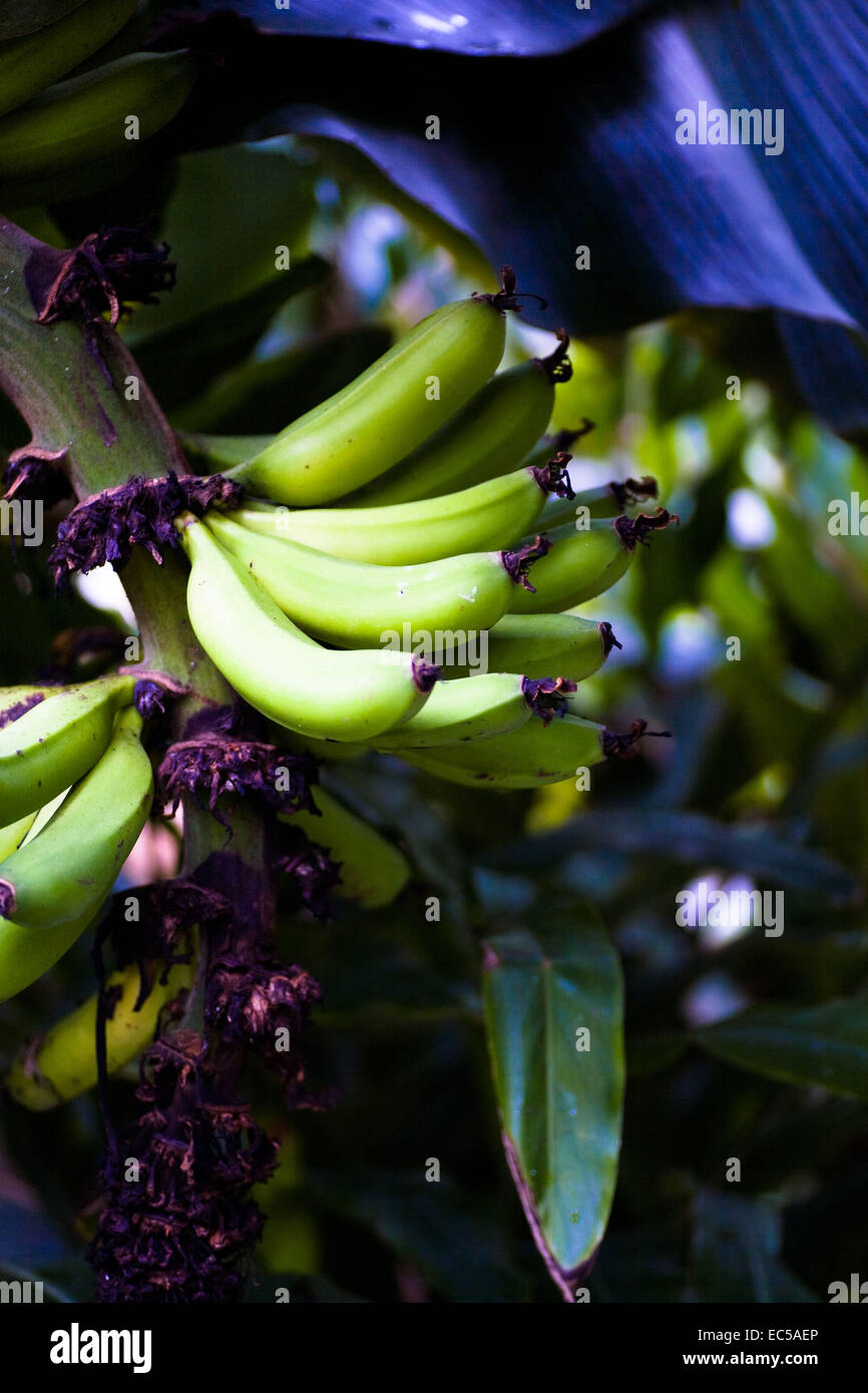 ein Blatt einer Banane Palme vor Palmenhain Stockfoto