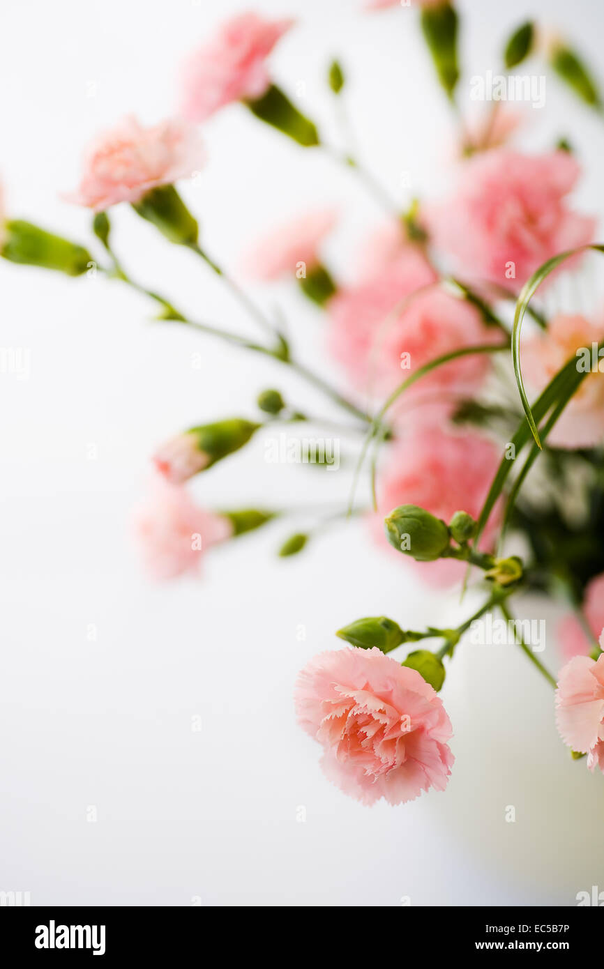 die Reihe von Rosa auf der weißen Oberfläche Lat dianthus Stockfoto