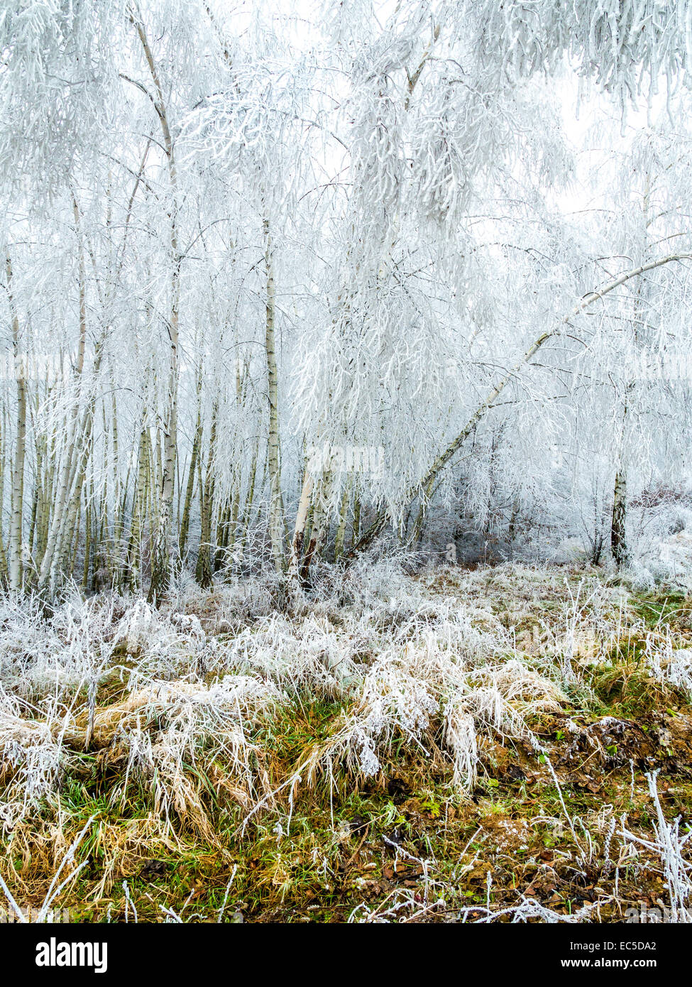 Birken mit Frost bedeckt Stockfoto