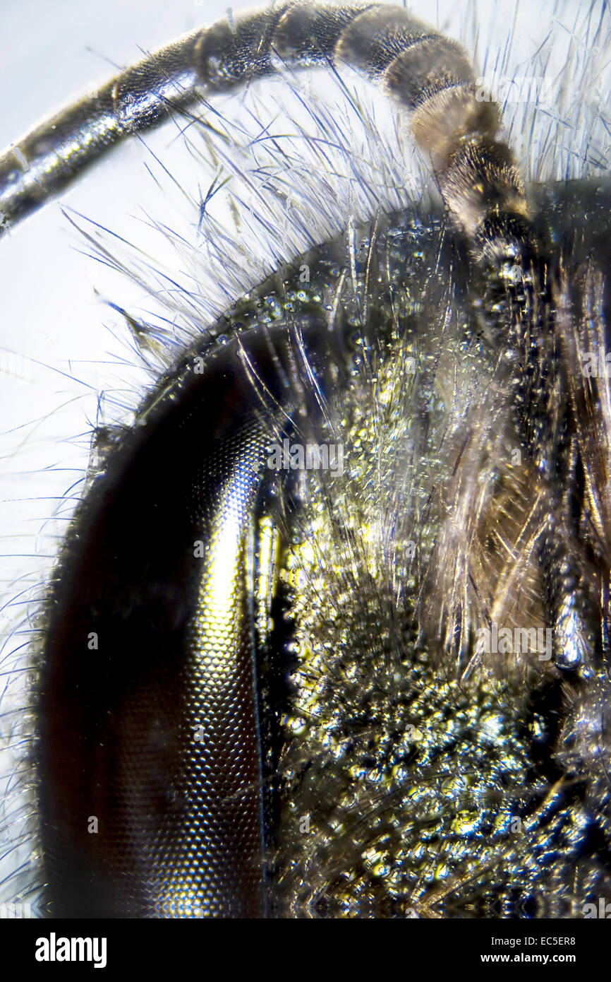 Microphoto Detail einer Biene Stockfoto