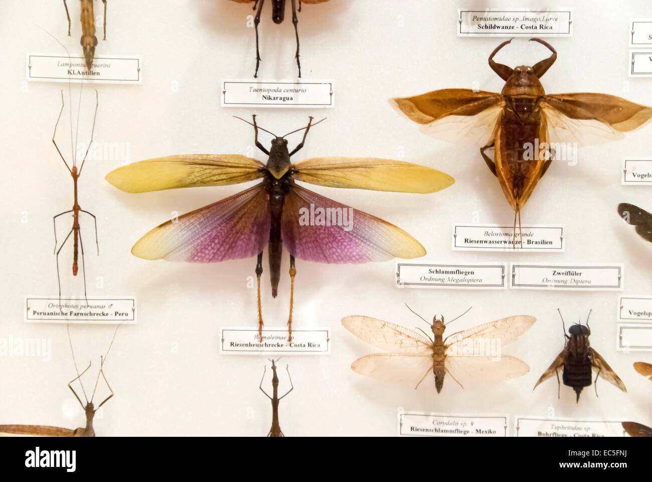 Sammlung von Insekten Stockfoto