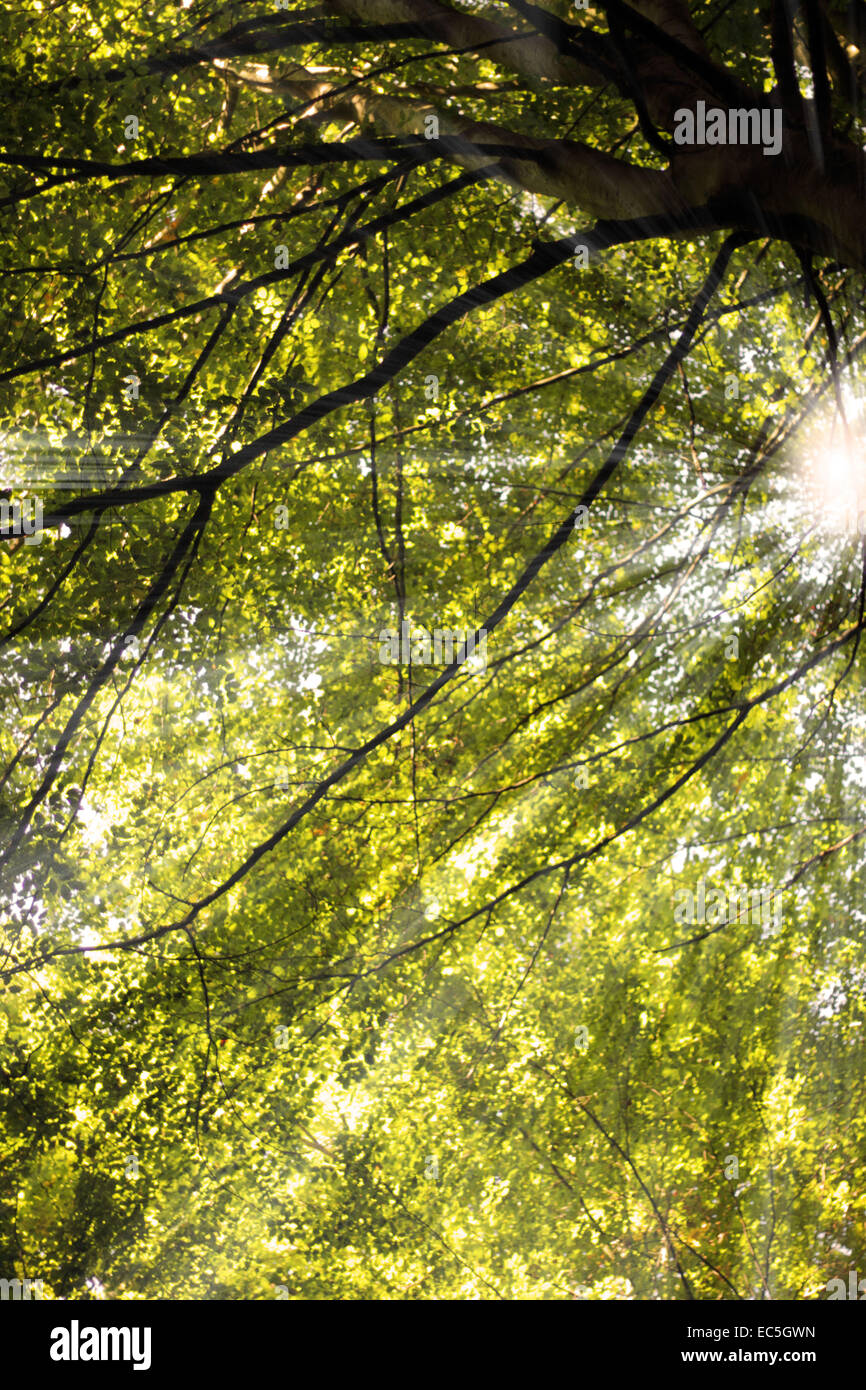 Sonne in einem Baum Stockfoto