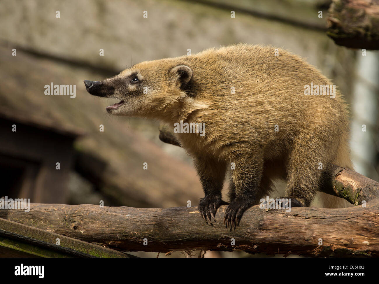 Nasenbaer, Nasua, Zoo Hof Stockfoto