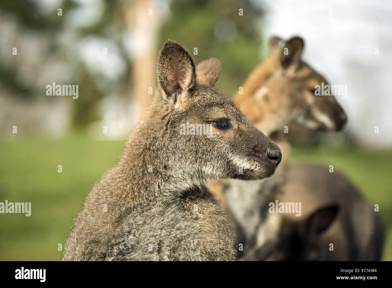Bennettkaenguru, Macropus Rufogriseus, Zoo Hof Stockfoto