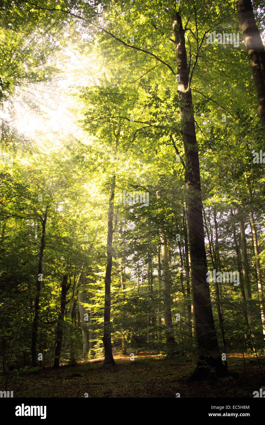 Sonne im Wald Stockfoto