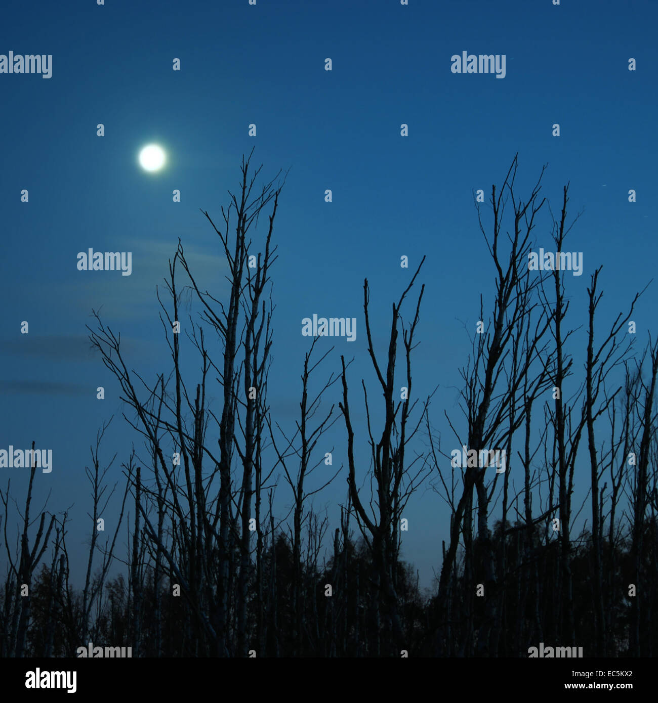 verwitterte Birken im nachtblauen Mondlicht Stockfoto