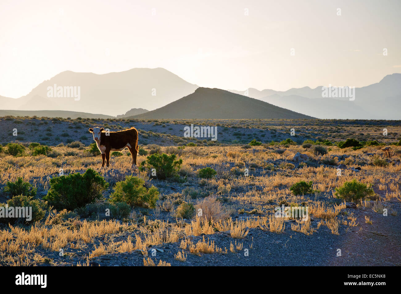 Kuh neben Autobahn 1, Kalifornien Stockfoto