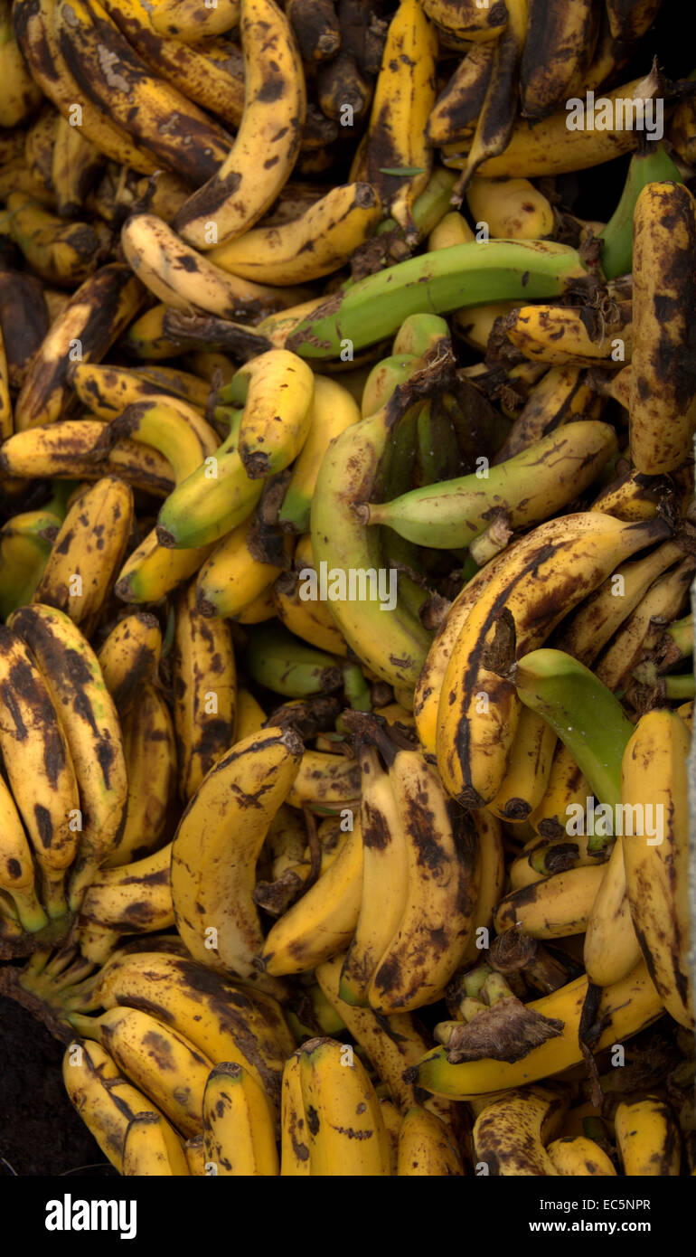 verworfen, Banane in Spanien, hunger in dieser Welt Stockfoto