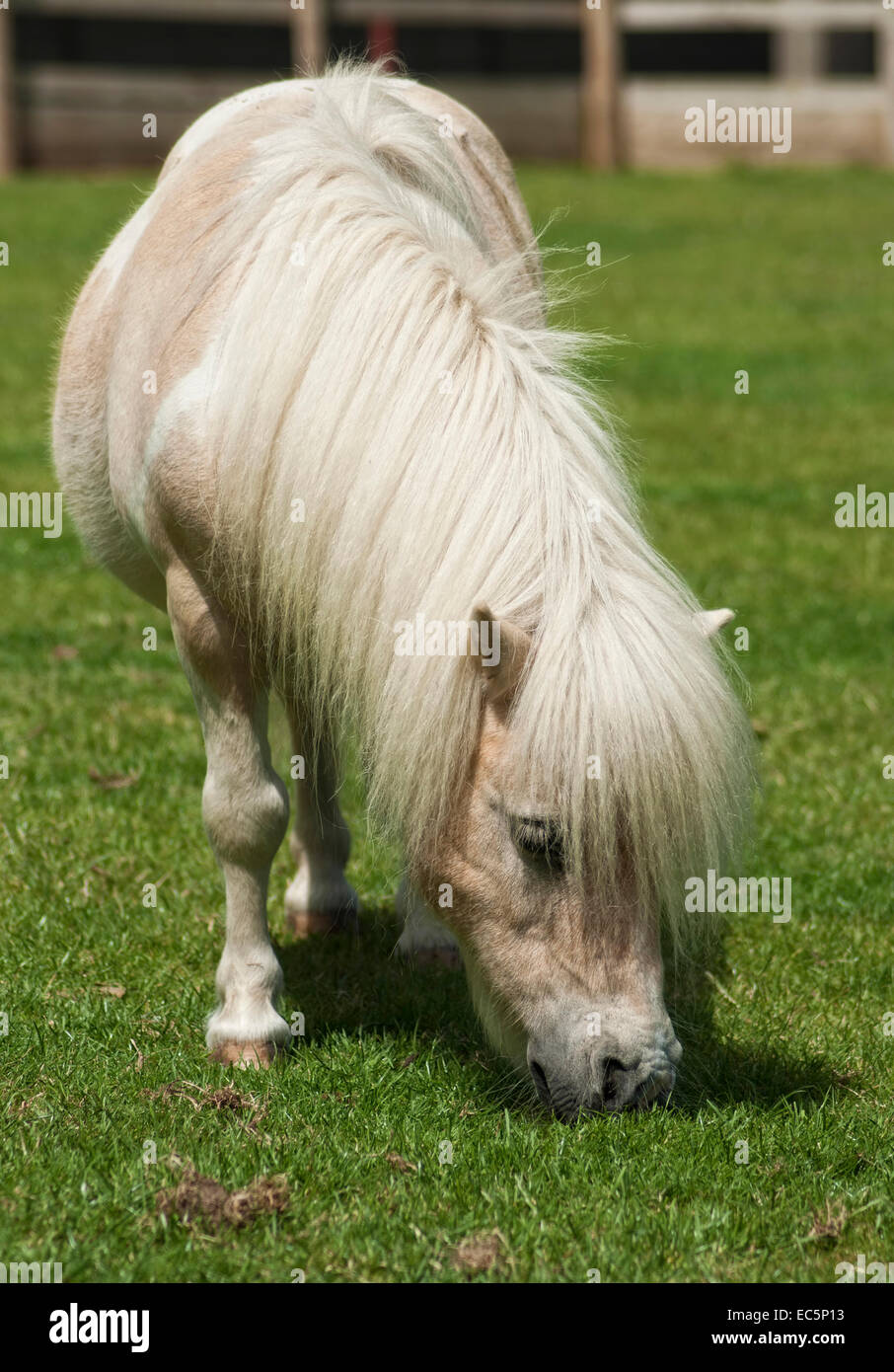 Kleines Pferd füttern. Stockfoto