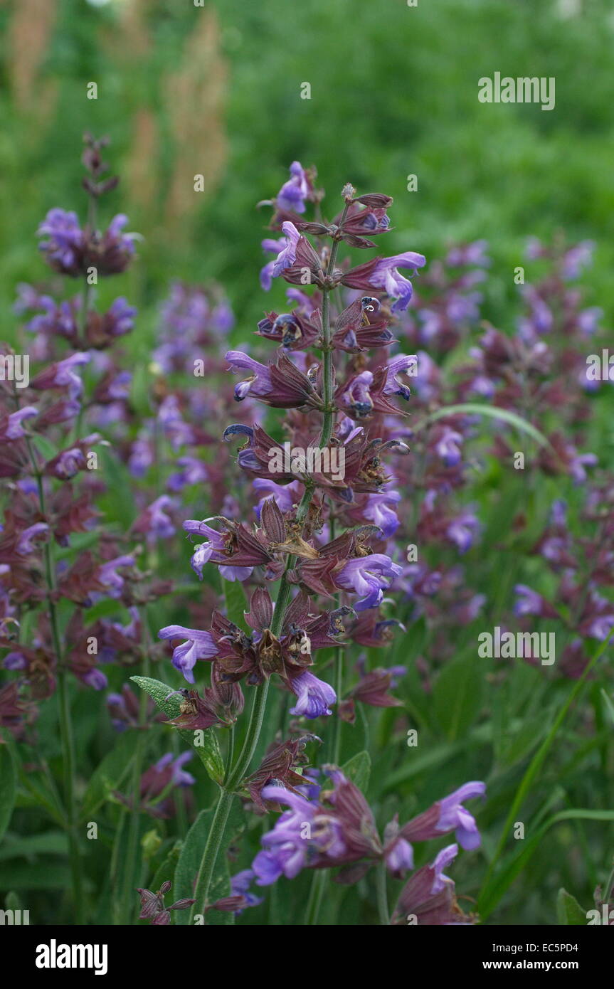 Echter salbei salvia officinalis Fotos und Bildmaterial in hoher