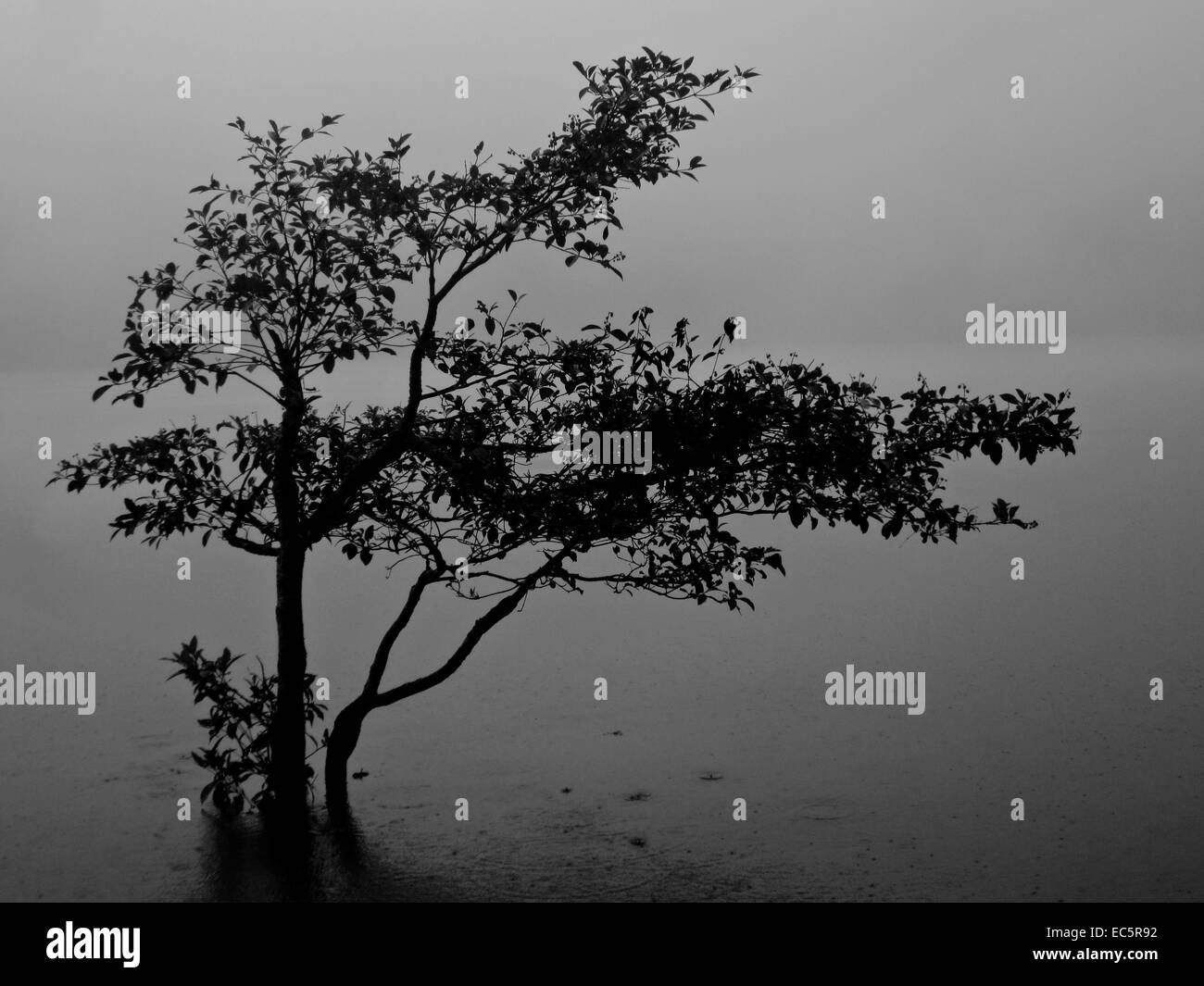 Einsamer Baum an der laguna Stockfoto